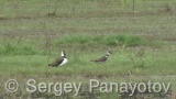 Video of Northern Lapwing - Northern Lapwing in the water of Shabla lake